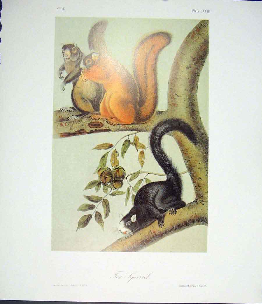 Original Old Antique Print Ref.125 Squirrel Squirrels Quadruped Audubon