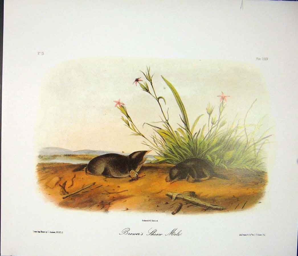 Original Old Antique Print Shrew Mole Rodant Quadruped Audubon Color