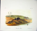 Original Old Antique Print Ref.126 Shrew Rodant Quadruped Audubon
