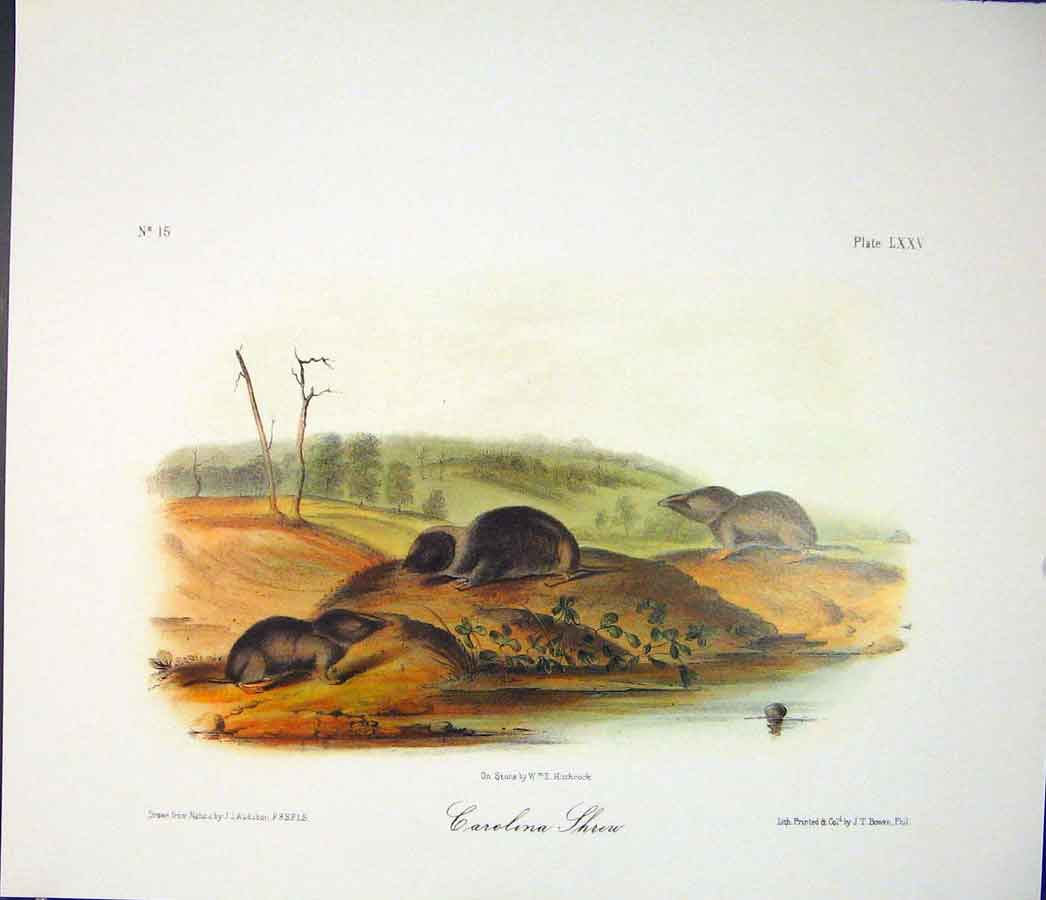 Original Old Antique Print Ref.126 Shrew Rodant Quadruped Audubon