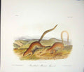 Original Old Antique Print Marmot Squirrel Squirrels Quadruped Audubon Color