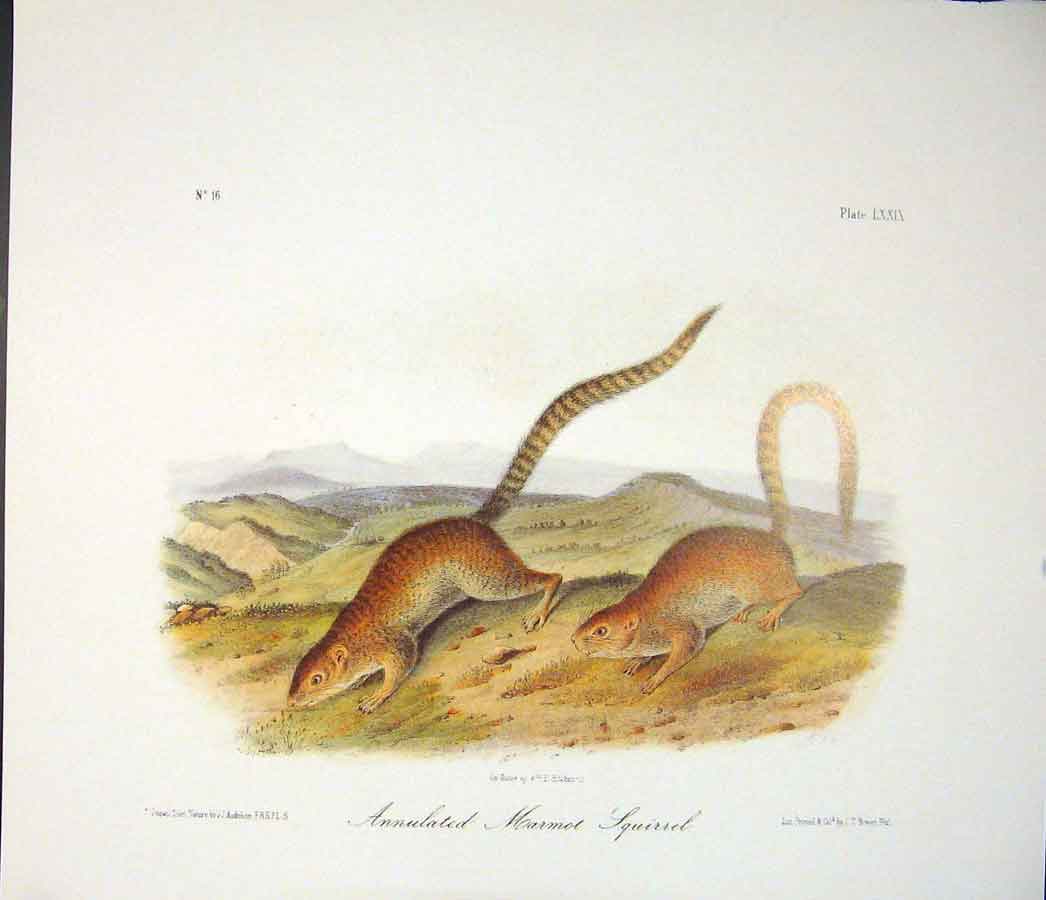Original Old Antique Print Marmot Squirrel Squirrels Quadruped Audubon Color
