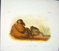 Original Old Antique Print Ref.127 Mouse Rodant Quadruped Audubon