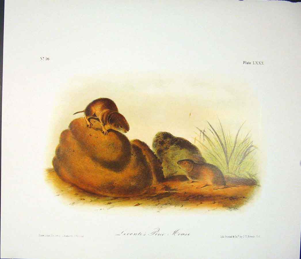 Original Old Antique Print Ref.127 Mouse Rodant Quadruped Audubon