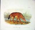 Original Old Antique Print Ref.128 Wolf Wolves Quadruped Audubon