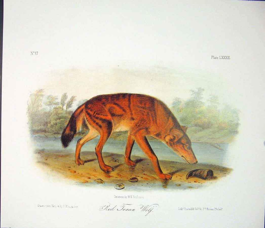 Original Old Antique Print Ref.128 Wolf Wolves Quadruped Audubon