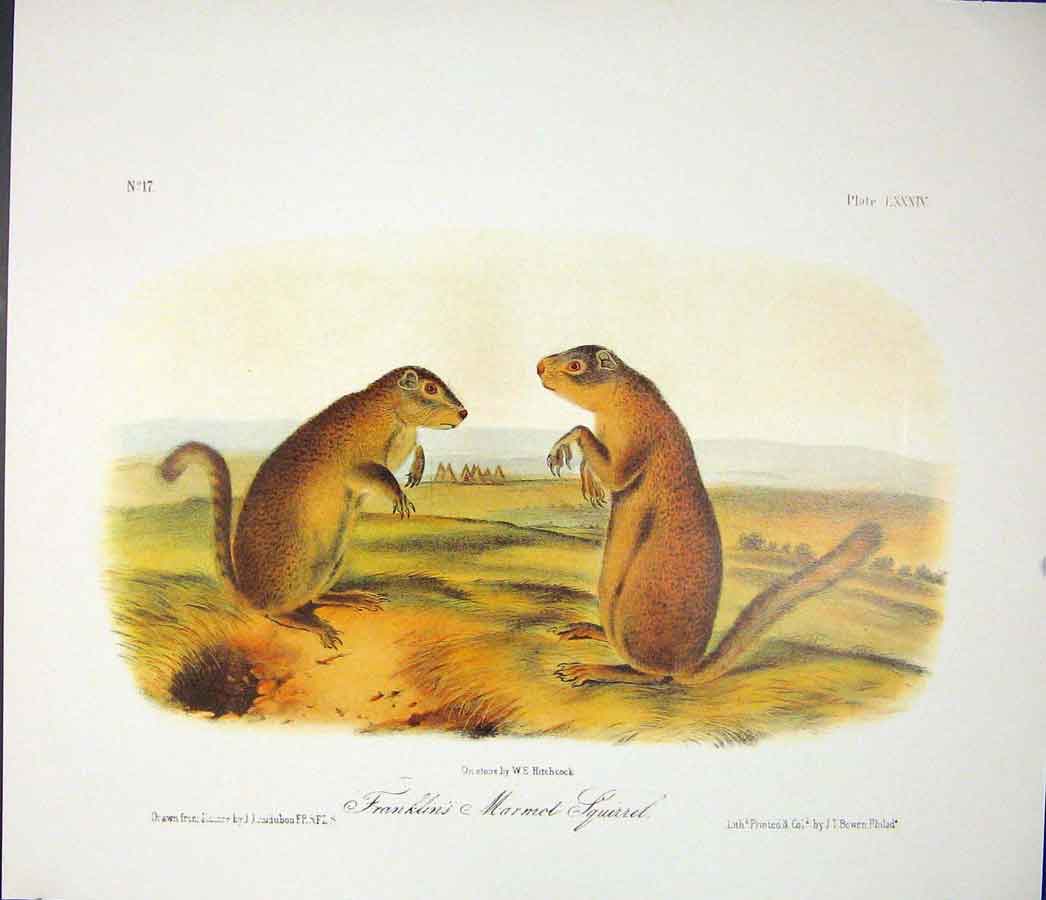 Original Old Antique Print Marmot Squirrel Squirrels Color Art
