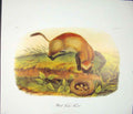 Original Old Antique Print Ferretblack Footed Color Quadruped Audubon