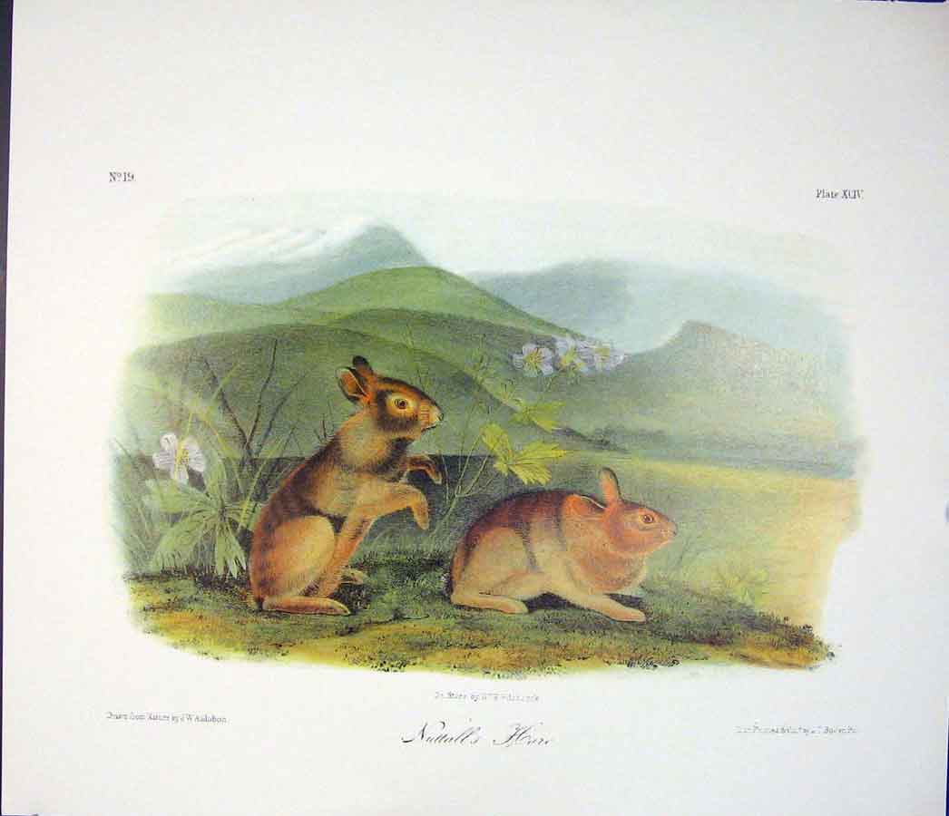 Original Old Antique Print Ref.131 Hare Rabbit Quadruped Audubon