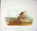 Original Old Antique Print Mouse Rodant Quadruped Audubon Color Art