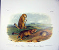 Original Old Antique Print Dog Squirrel Squirrels Quadruped Audubon Color