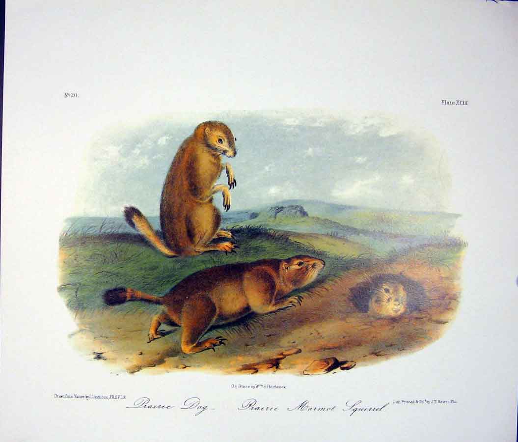 Original Old Antique Print Dog Squirrel Squirrels Quadruped Audubon Color