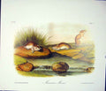 Original Old Antique Print Ref.132 Mouse Rodant Quadruped Audubon