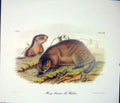 Original Old Antique Print Marmot Whistler Quadruped Audubon Color