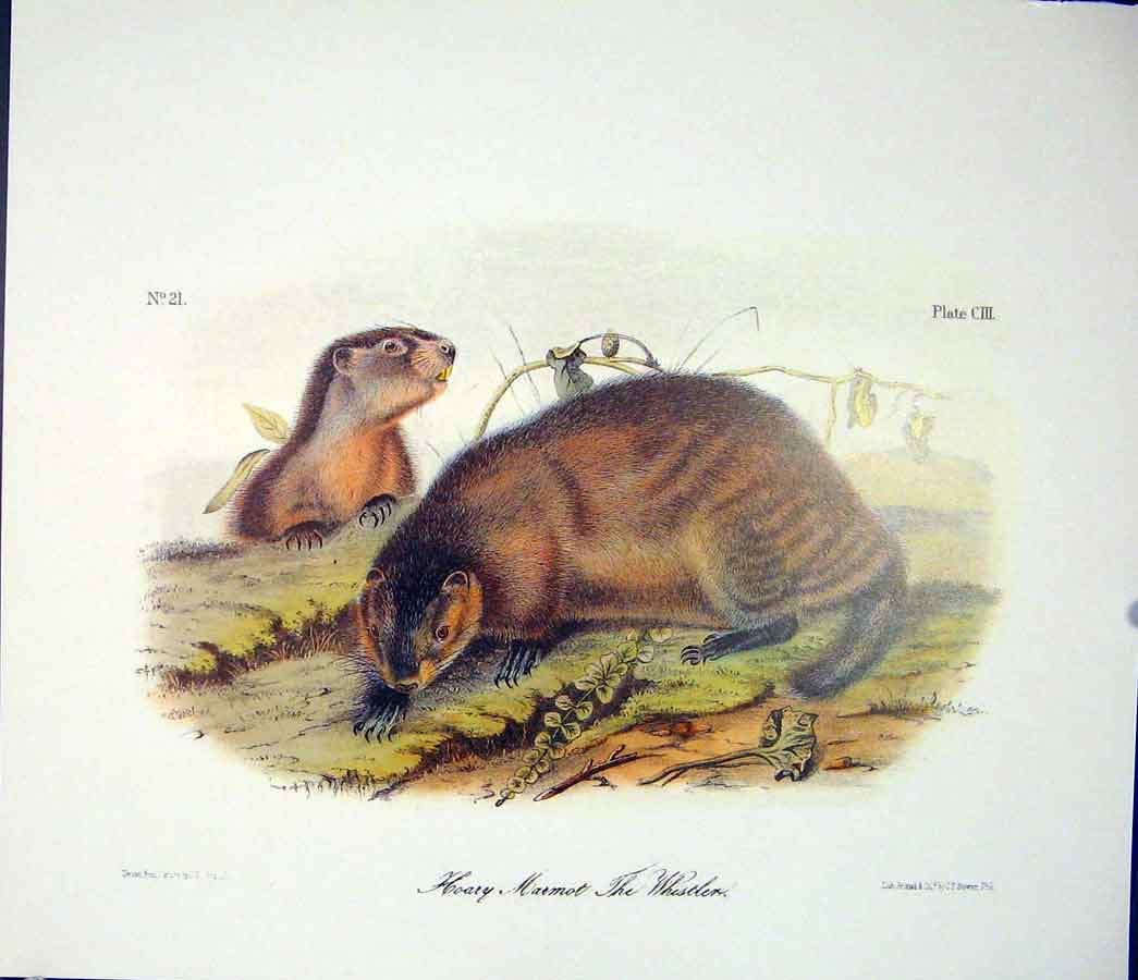 Original Old Antique Print Marmot Whistler Quadruped Audubon Color