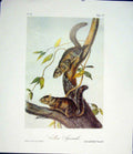 Original Old Antique Print Squirrel Squirrels Color Quadruped Audubon