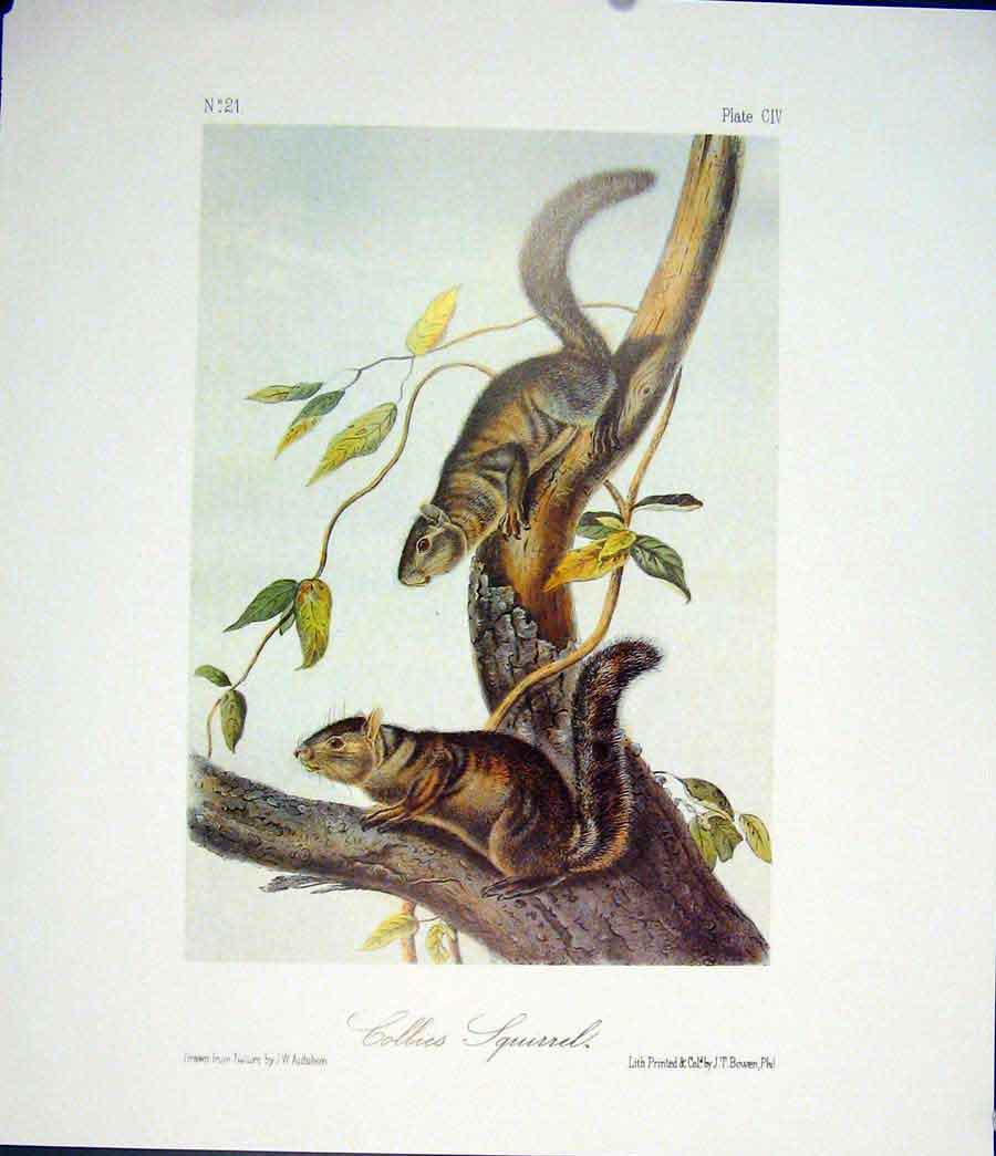 Original Old Antique Print Squirrel Squirrels Color Quadruped Audubon