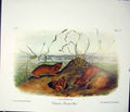 Original Old Antique Print Pouched Rat Quadruped Audubon Color