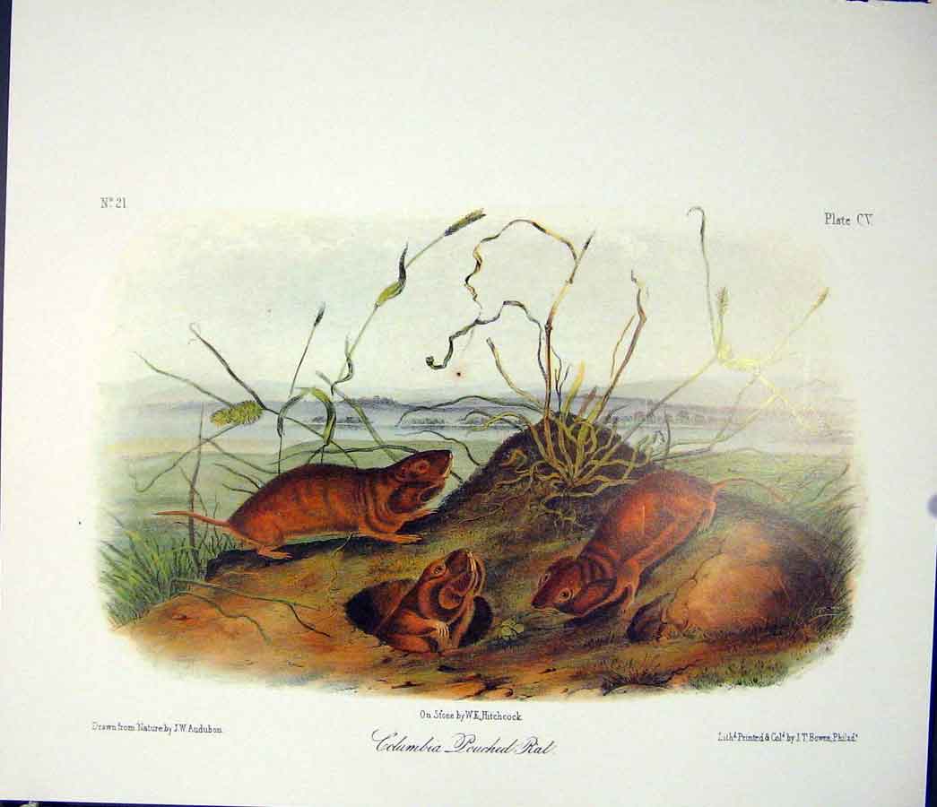 Original Old Antique Print Pouched Rat Quadruped Audubon Color