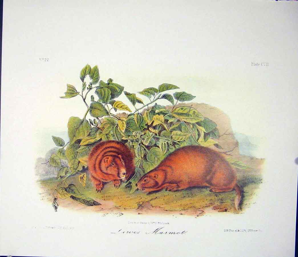 Original Old Antique Print Marmot Quadruped Audubon Color