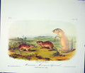 Original Old Antique Print Ref.133 Marmot Squirrel Squirrels Quadruped Audubon