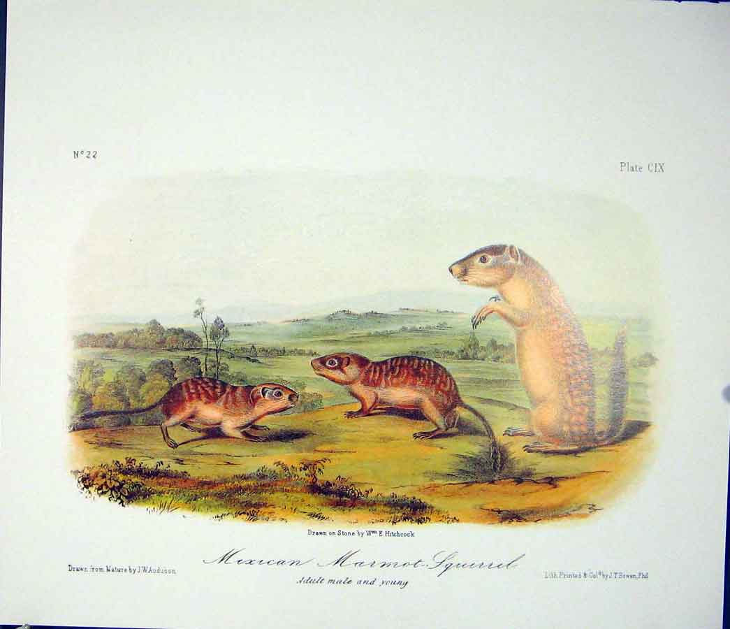 Original Old Antique Print Ref.133 Marmot Squirrel Squirrels Quadruped Audubon