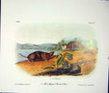 Original Old Antique Print Mole Pouched Rat Quadruped Audubon Color Victorian
