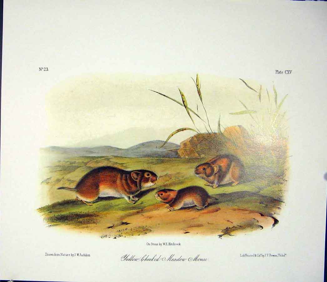 Original Old Antique Print Meadow Mouse Rodant Quadruped Audubon Color