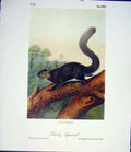 Original Old Antique Print Squirrel Dusky Squirrels Quadruped Audubon Color Art