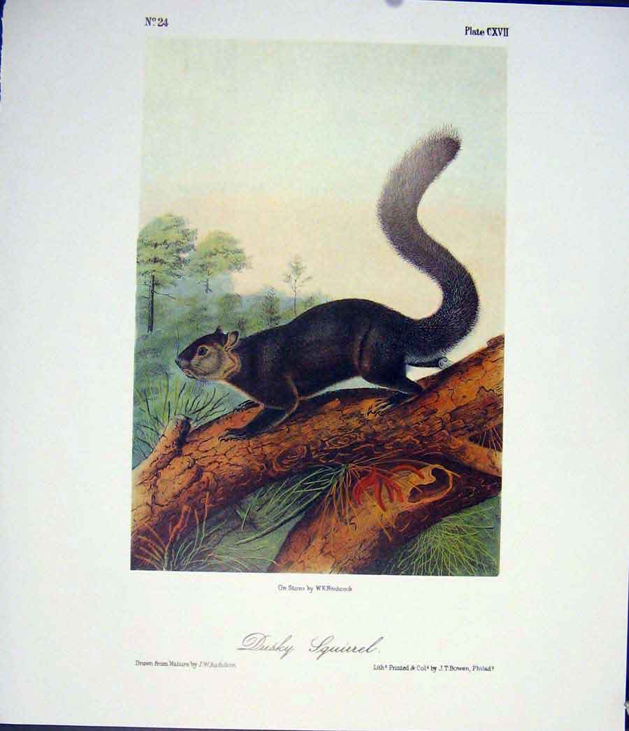 Original Old Antique Print Squirrel Dusky Squirrels Quadruped Audubon Color Art
