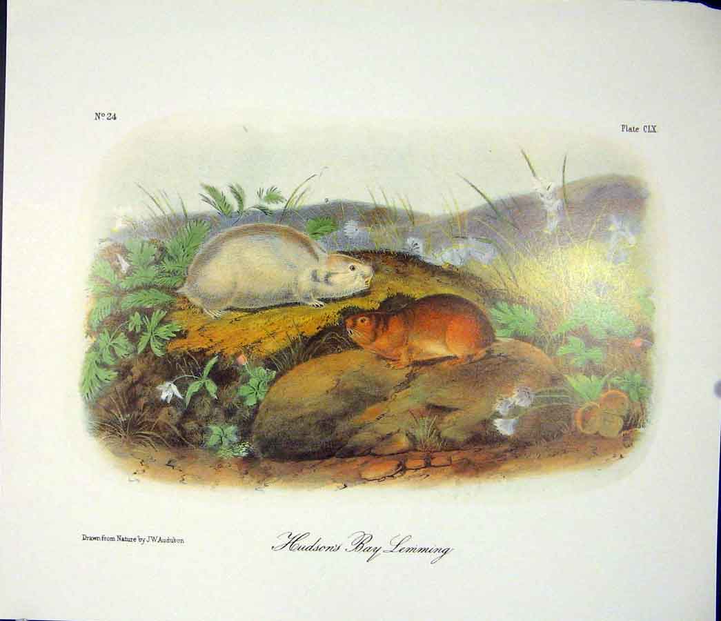 Original Old Antique Print Lemming Lemmings Bay Quadruped Audubon Color