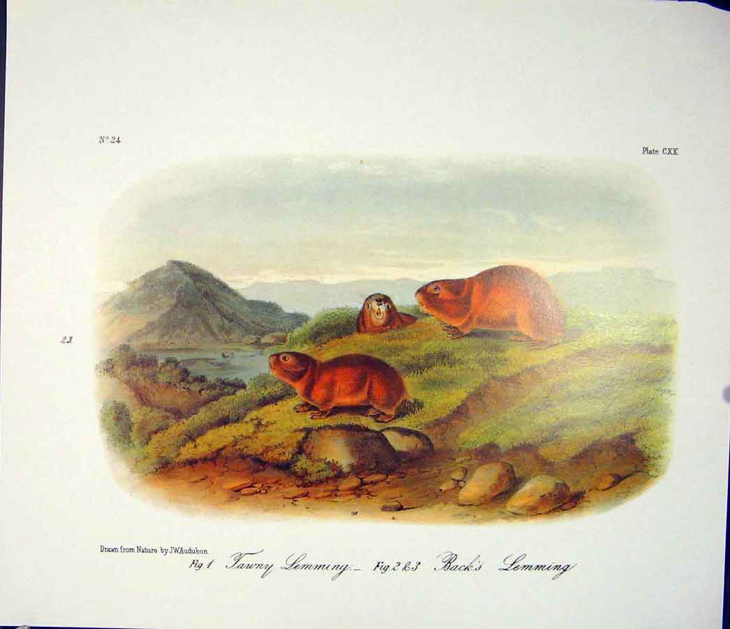 Original Old Antique Print Lemming Lemmings Quadruped Audubon Color