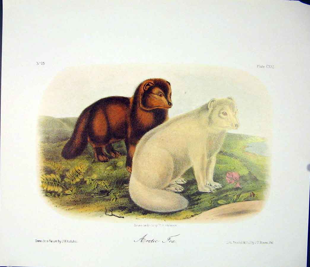 Original Old Antique Print Artic Fox Foxes Quadruped Audubon Color