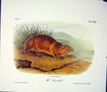Original Old Antique Print Servellel Color Quadruped Audubon