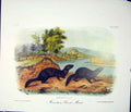 Original Old Antique Print Brook Mink Quadruped Audubon Color