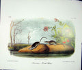 Original Old Antique Print Rein Deer American Quadruped Audubon Color