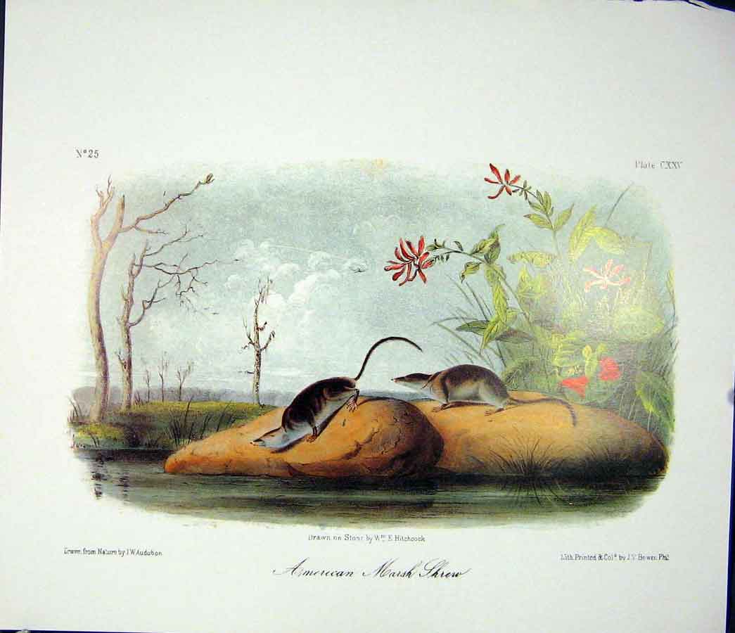 Original Old Antique Print Rein Deer American Quadruped Audubon Color