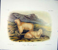 Original Old Antique Print Mountain Goat Goats Kid Kids Quadruped Audubon Color