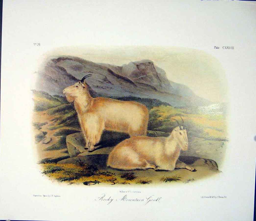 Original Old Antique Print Mountain Goat Goats Kid Kids Quadruped Audubon Color