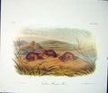 Original Old Antique Print Ref.134 Meadow Mouse Rodant Quadruped Audubon