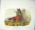 Original Old Antique Print Harmot Yellow Billied Quadruped Audubon Color
