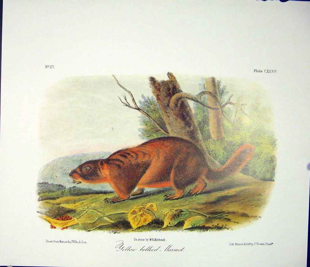 Original Old Antique Print Harmot Yellow Billied Quadruped Audubon Color