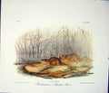Original Old Antique Print Ref.135 Meadow Mouse Rodant Quadruped Audubon