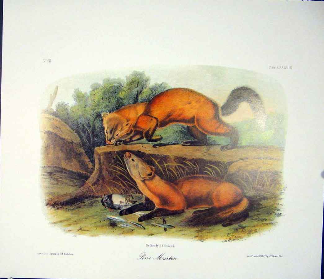 Original Old Antique Print Pine Marbon Quadruped Audubon Color