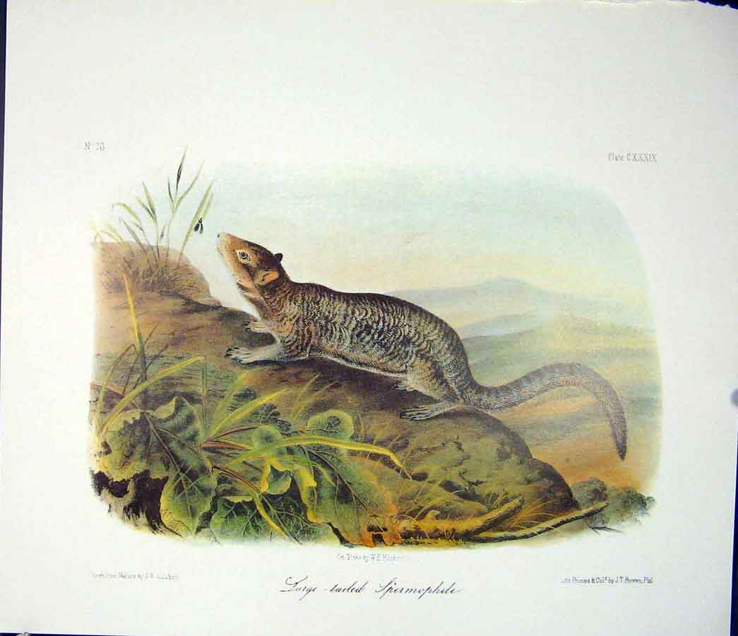 Original Old Antique Print Spermophile Quadruped Audubon Color