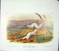 Original Old Antique Print Nimble Weasel Weasels Quadruped Audubon Color