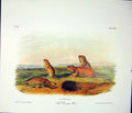Original Old Antique Print Camas Rat Rodant Quadruped Audubon Color