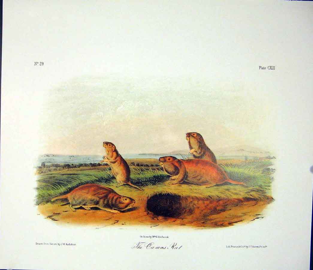 Original Old Antique Print Camas Rat Rodant Quadruped Audubon Color