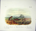 Original Old Antique Print Arvicola Rat Rodant Quadruped Audubon Color