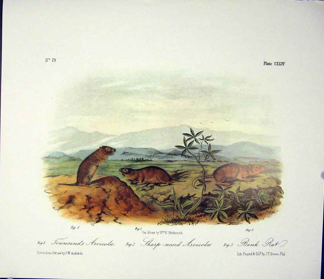 Original Old Antique Print Arvicola Rat Rodant Quadruped Audubon Color